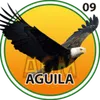 Aguila